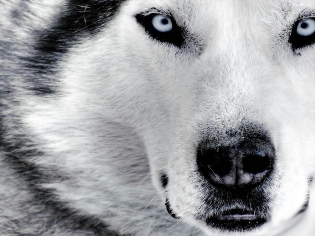 Sibirsky-Husky-805711